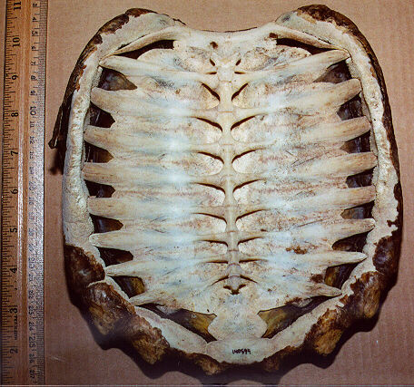 The shell holds the animal's spinal cord and rib cage.
