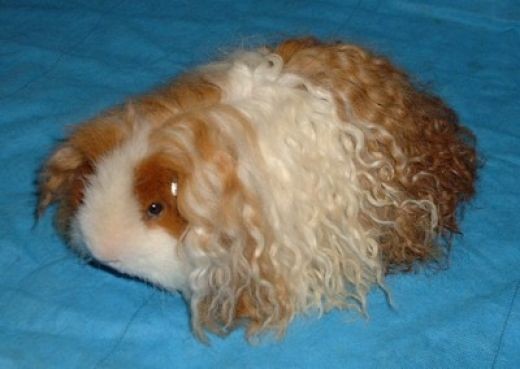 Meet the Shirley Temple of the guinea pig world.