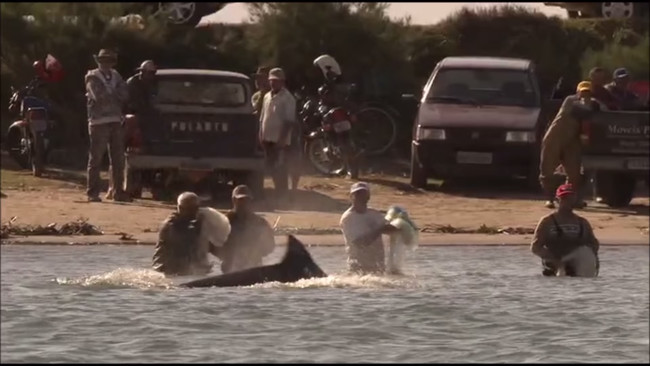 It would be near impossible for them to successfully fish in the area without the help of the dolphins...