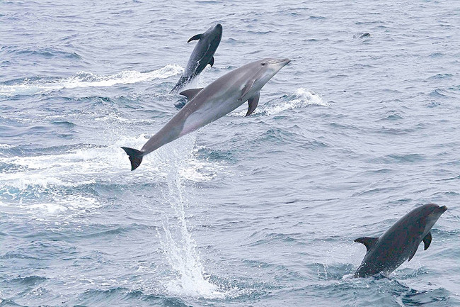 A group of about 20 dolphins in the area have chosen to work <em>with</em> the humans.