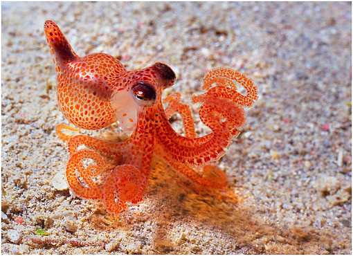 Did this baby octopus use a curling iron for those ringlets?!