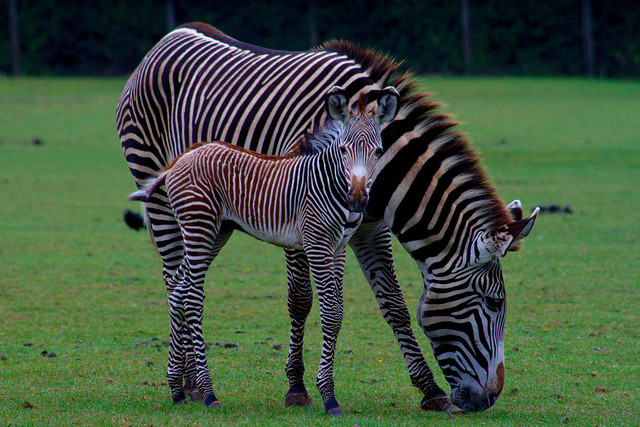 So svelte. Very fashionable. Much baby zebra.