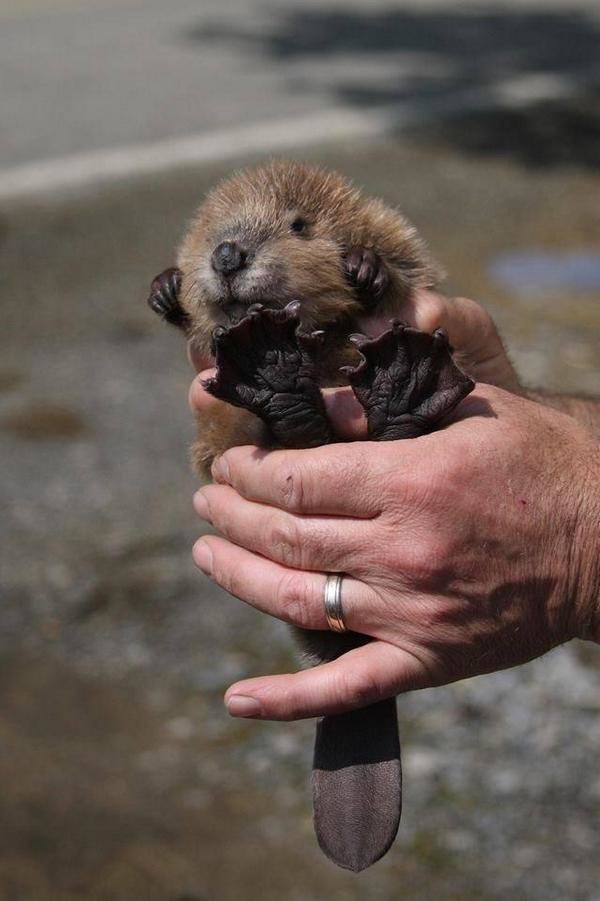 I have no words for this baby beaver besides: are you real?