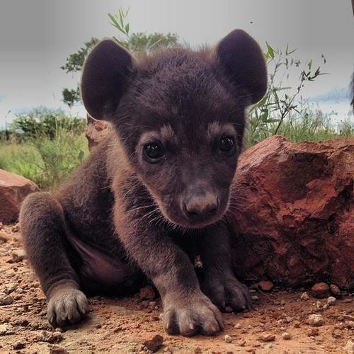 Your Mickey Mouse ears had me fooled, baby hyena!