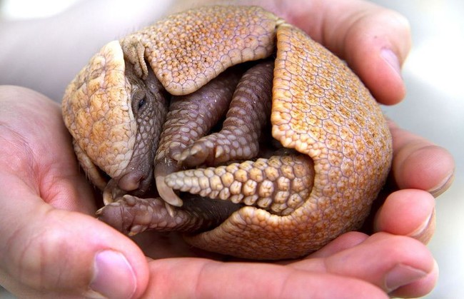 The award for cutest, tiniest suit of armor goes to...this baby armadillo! 