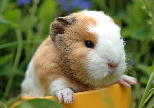 Can you imagine the little squeaks that come outta this young guinea pig?