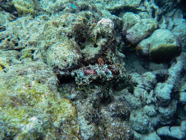 Okay, scorpion fish, you win: you're beautiful <em>and</em> I can hardly see you.