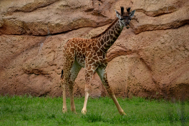 This pint-sized giraffe is already over those long legs of his. Can you imagine entering the world with those spindly legs? No thanks.