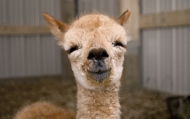 Excuse me...I'm going to need a moment of silence while I mourn the tiny part of me that died of happiness when I saw this cute baby llama. R.I.P.