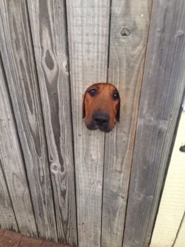 "You mean...you didn't want this doggie-level peephole in your fence? My bad."