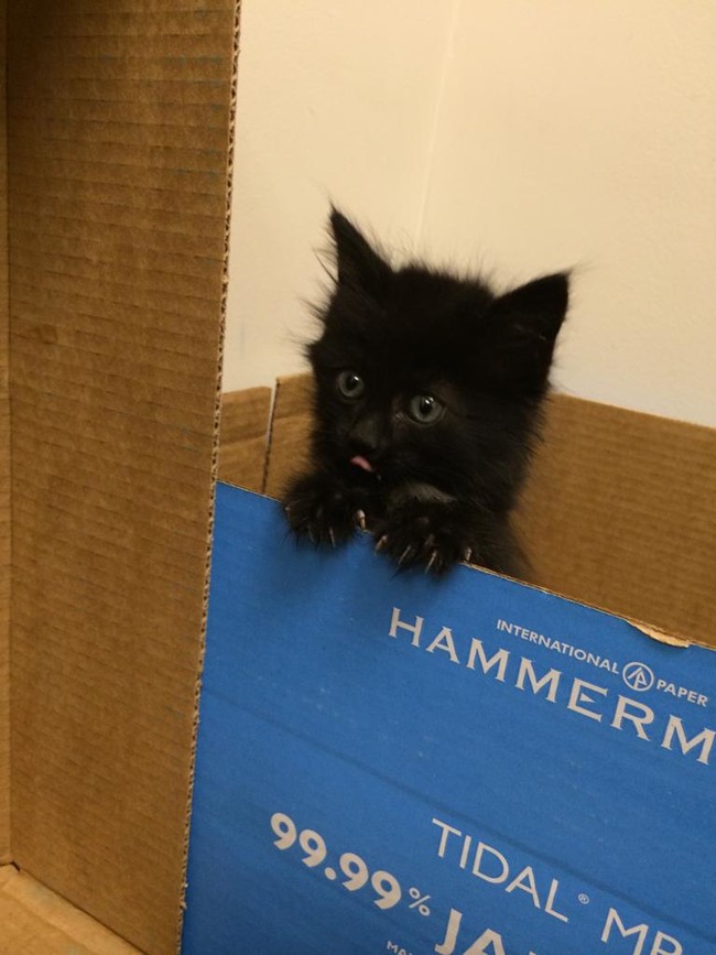 "What reams? Oh, the reams from this box? Yeah, I threw those out because I needed this box...for naps." 