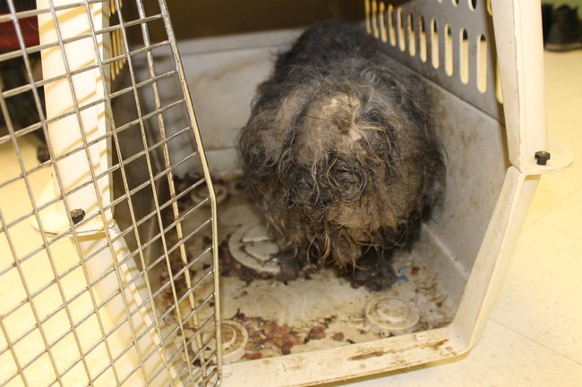 She was infested with fleas, and cockroaches were using her matted hair as a nest.