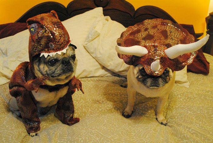 dog-costumes-dinosaur-triceratops-5