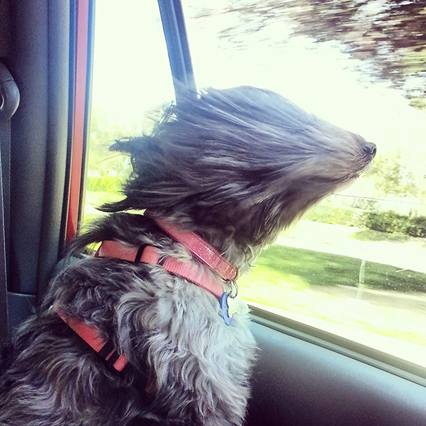 Dog Dealing With Wind