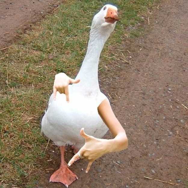 "Gangster goose"