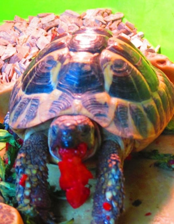 Tortoise Eating Strawberry