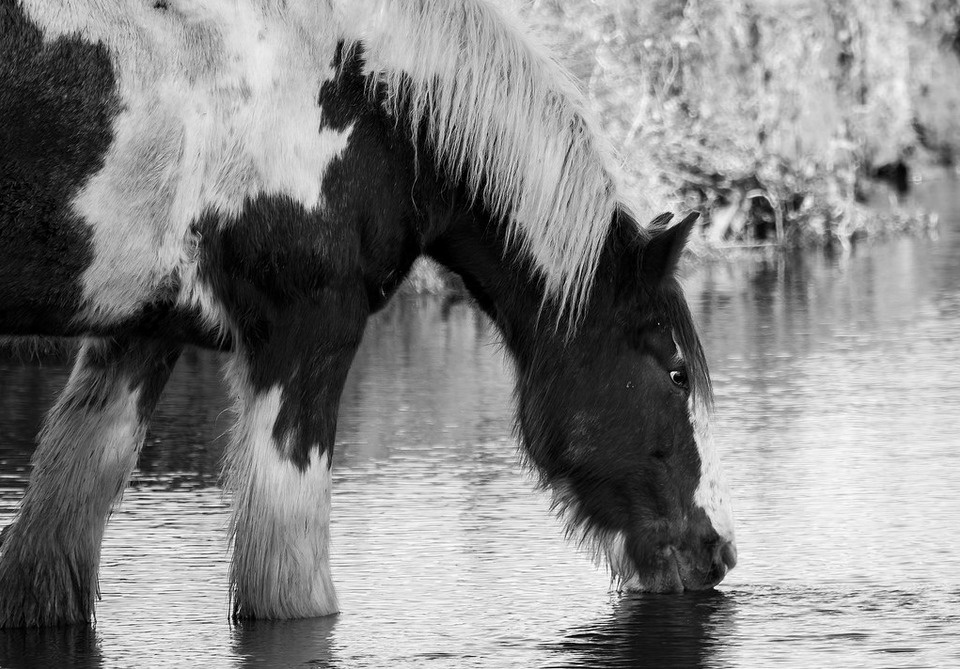 Horses drink at least 25 gallons of water a day.