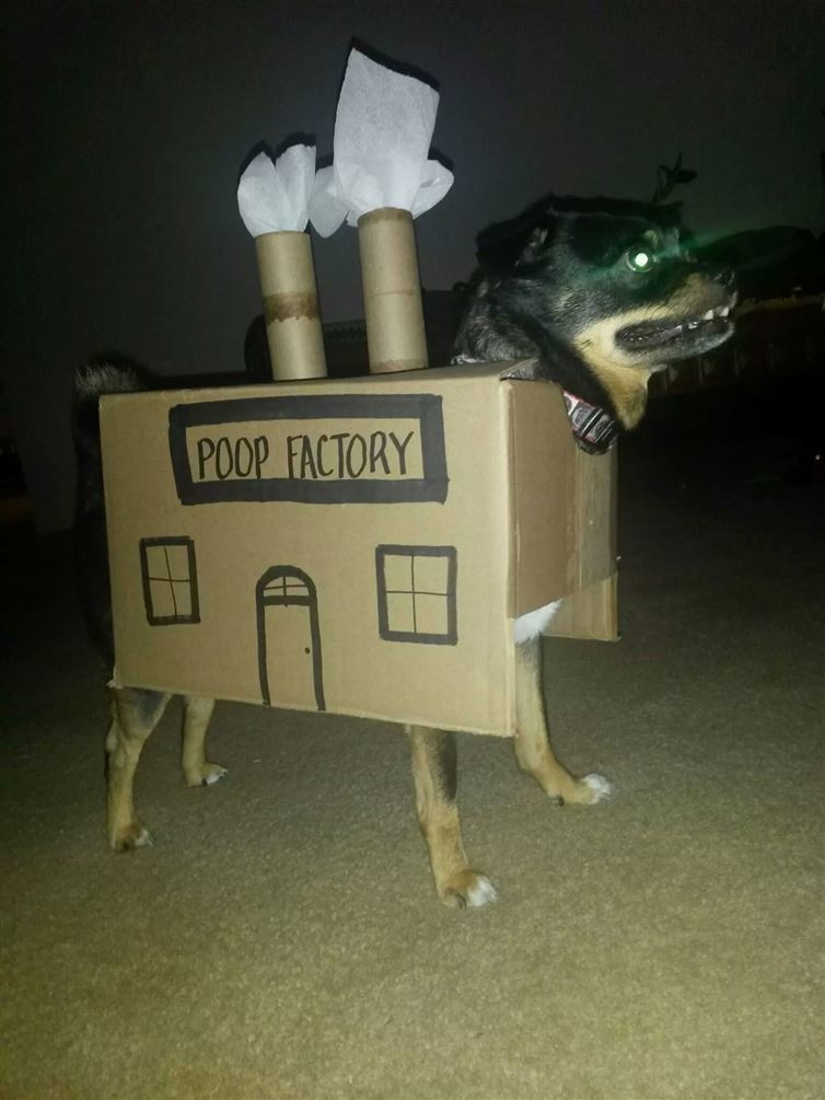 This dog's costume, which is accurate if not slightly insensitive.