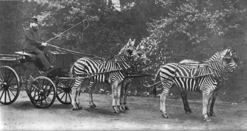 Zoologist Walter Rothschild riding his zebra carriage to Buckingham Palace to prove zebras were tamed animals.