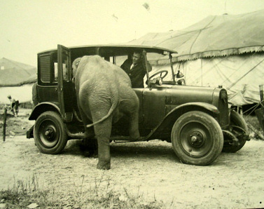 Difficult to have the elephant fit in to the car.