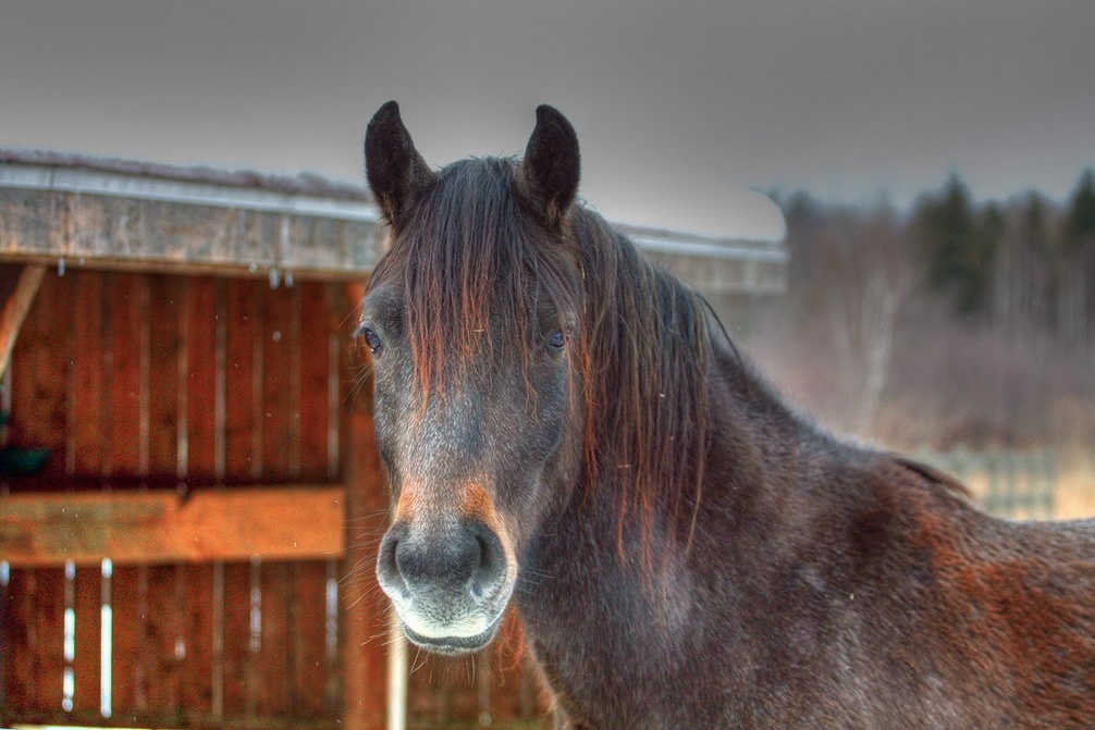Horses have the largest eyes of any land mammal.