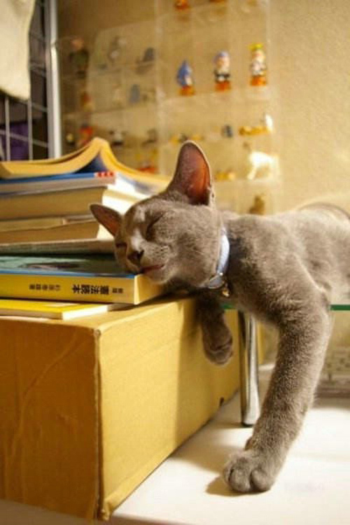 Tired from all the reading.