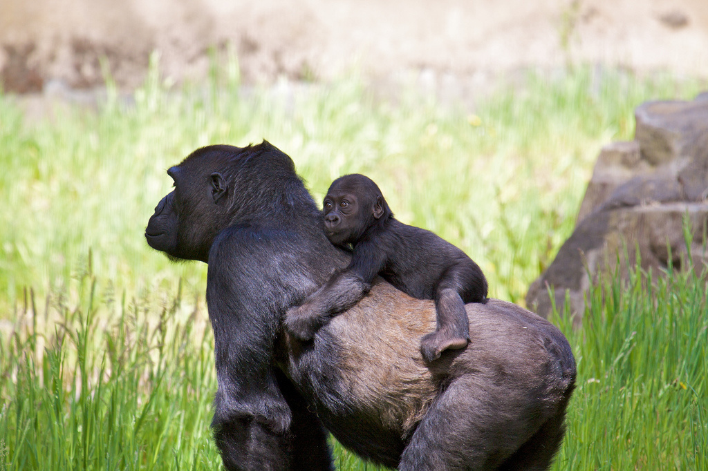 Human birth control pills work on gorillas.