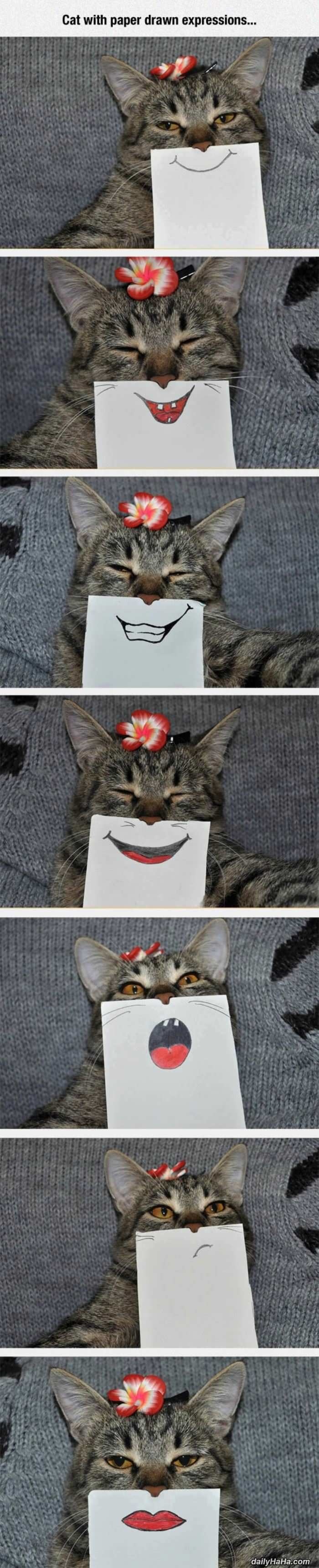 This cat of many emotions.