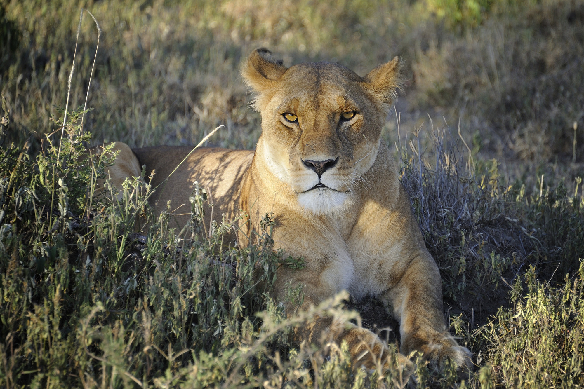 The female lion does 90% of the hunting for the pride.