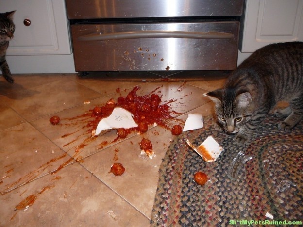 The cat that stole the meatballs.