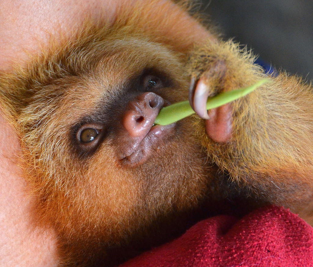 Sloths take two weeks to digest their food.