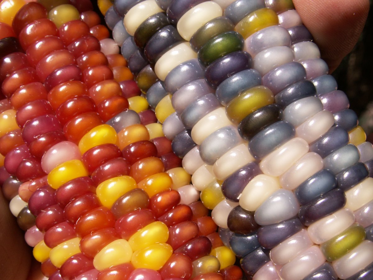 Over time, this resulted in rainbow-colored corn. 