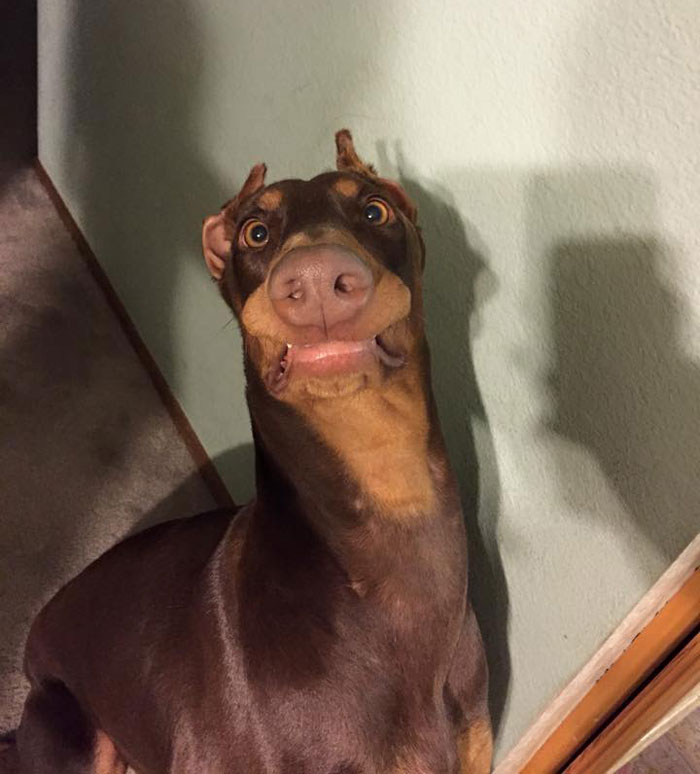 Shocked Dog