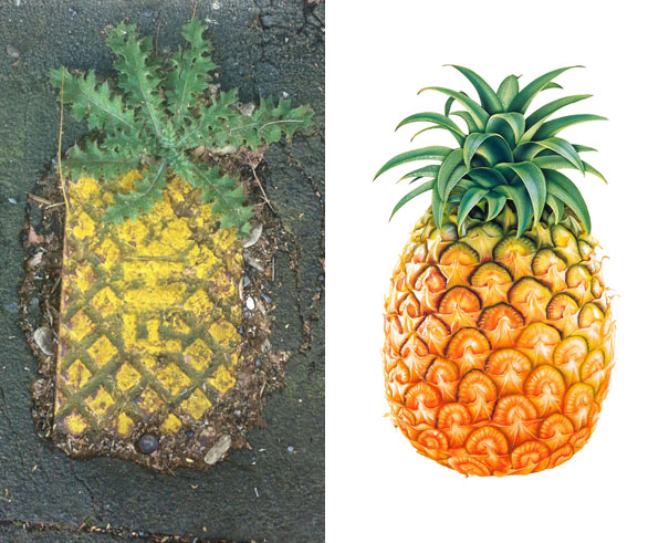 Street Grate Or Majestic Urban Pineapple?