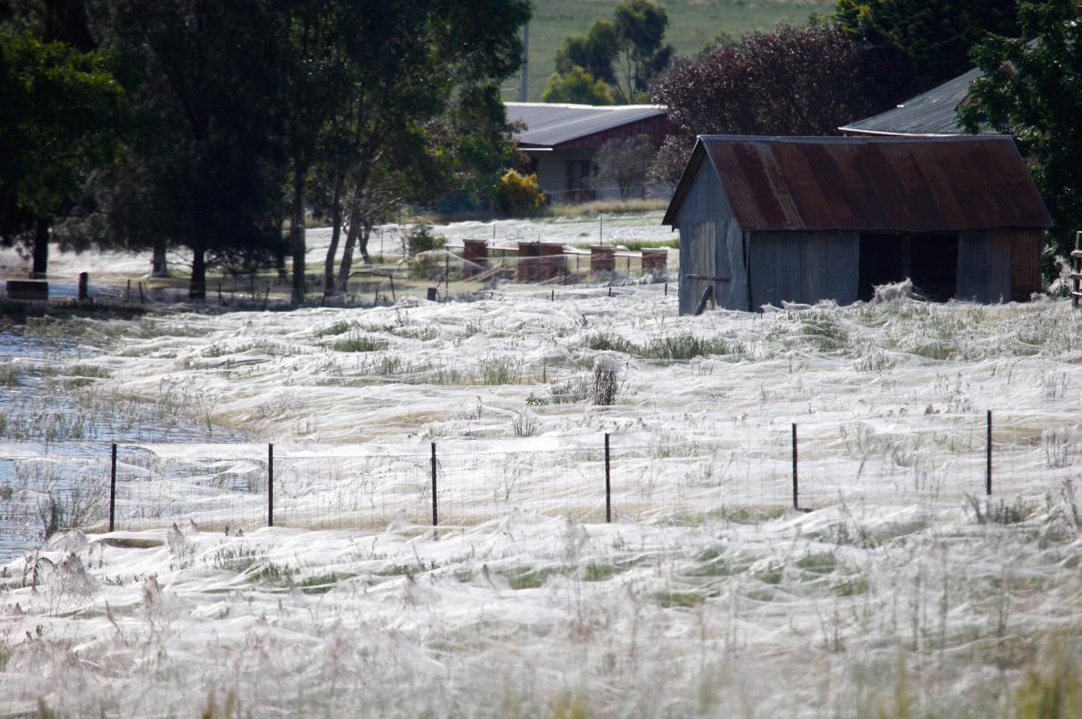 Picture of spider webs covering the ground in Australia 
