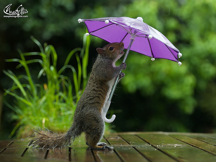 squirrel-umbrella-rain-squirrelisimo-max-ellis-1
