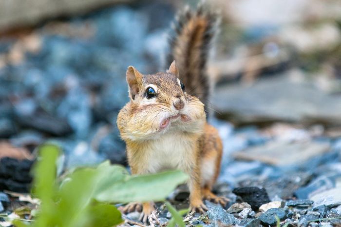 Shocked Squirrel