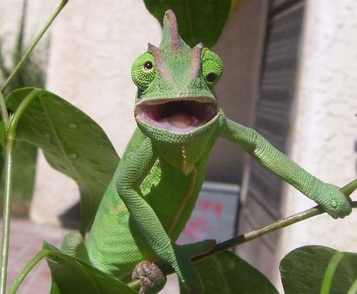Shocked Chameleon