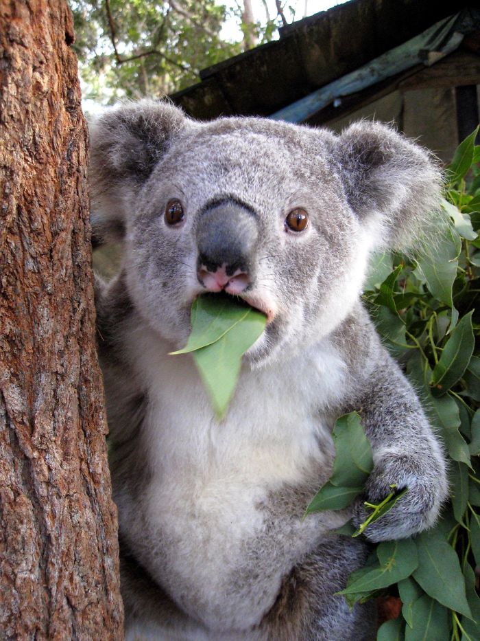 Shocked Koala