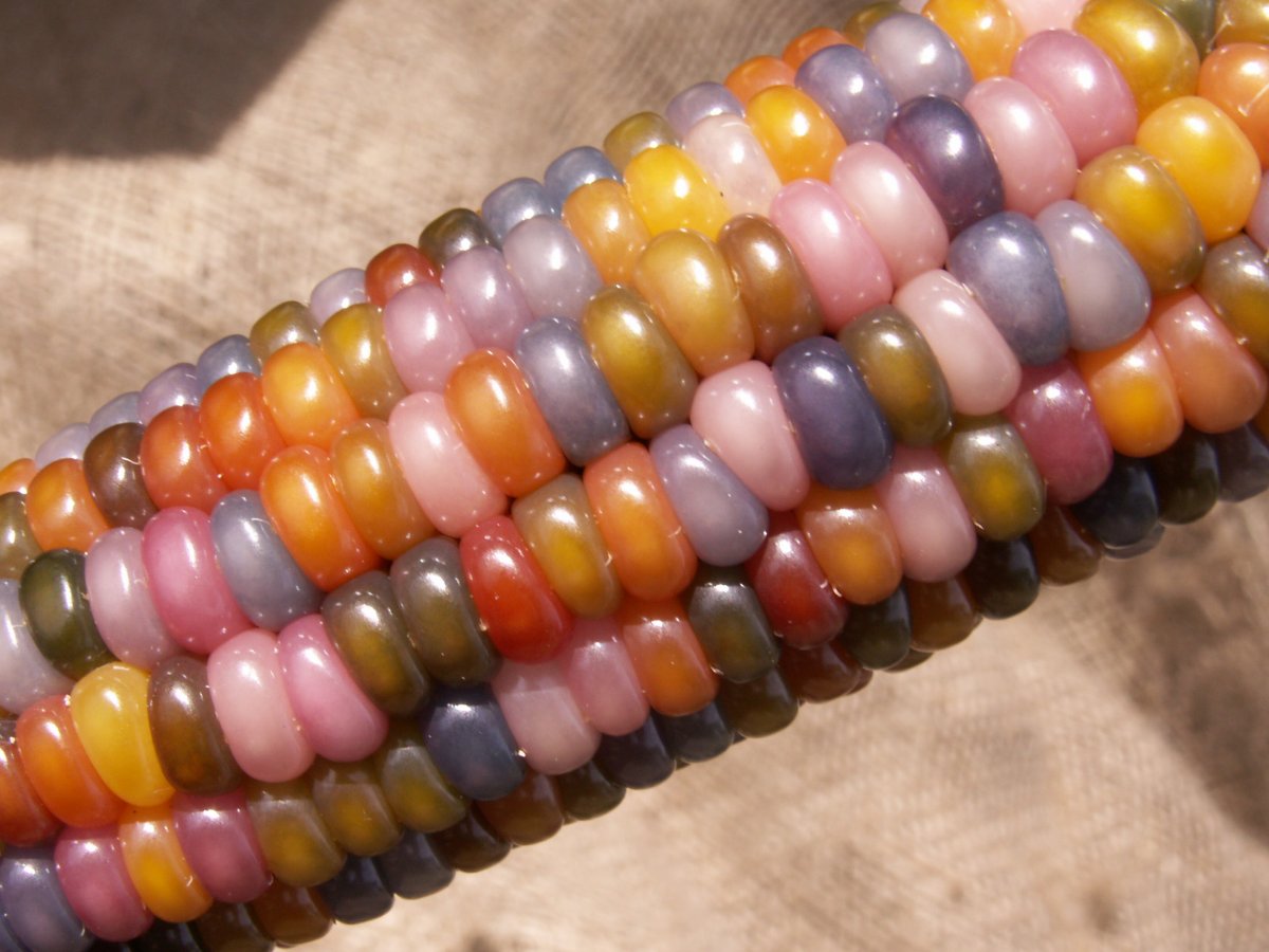 That following year, Barnes gave Schoen some of the rainbow seed. Schoen planted the first seeds that summer. 