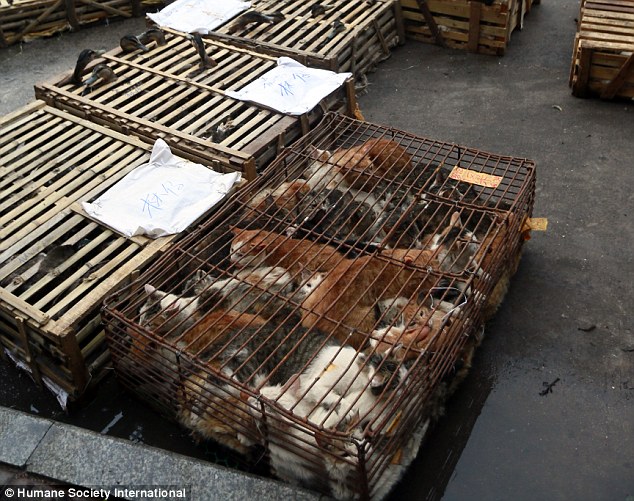 Brutal: While in Yulin last week, the HSI investigation discovered hundreds of slaughtered dogs impaled on spikes and cats crammed so tightly into tiny wire cages 'they could not breathe' (pictured)