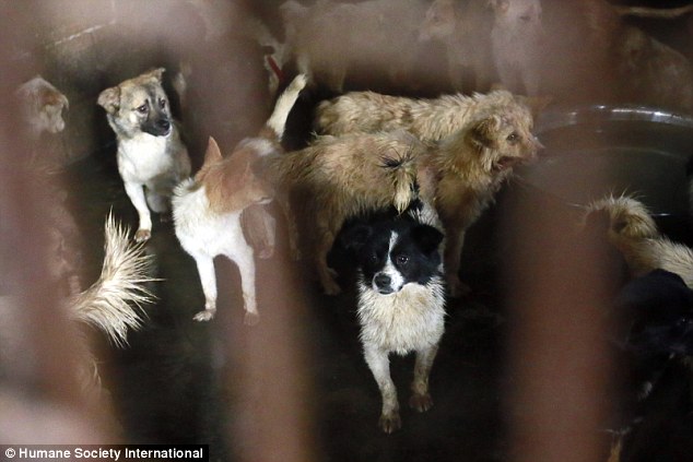 Cruel end: And inside the unhygienic slaughterhouses, hundreds of bemused dogs await a brutal and painful death 
