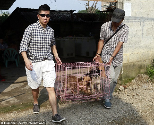 Hope: Peter (left) was so overcome by sadness at the conditions these animals were subjected to that he rescued two cats and two dogs (pictured)