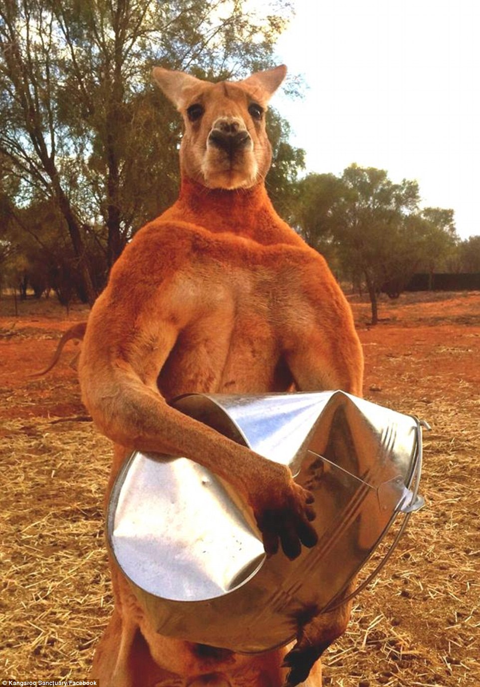 Roger lives in The Kangaroo Sanctuary Alice Springs in the Northern Territory and is seen here crushing a tin bucket