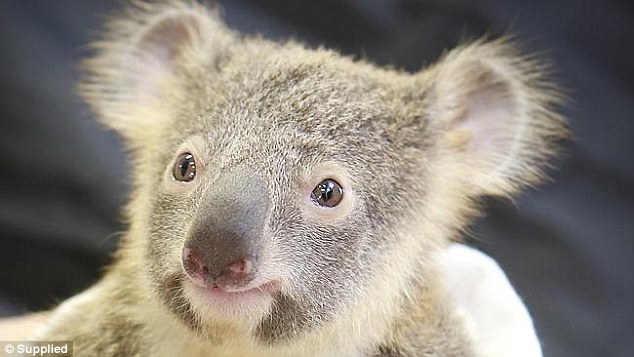 The six-month-old joey sustained next to no injuries and instead supported his mother through her ordeal