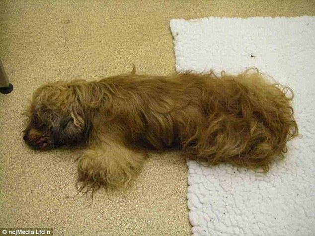 A CT scan revealed the dog had a fracture at the top of the spine, which could have left it paralysed, a broken right cheekbone and numerous broken ribs. Rush failed to seek the proper care for the dog and was arrested