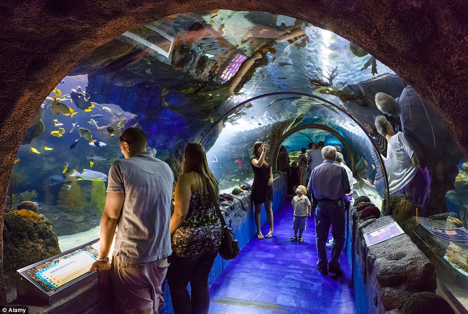 Much like the shark tank in Dubai, the Mall of America also has its own aquatic centre - the Sea Life Aquarium - chock full of stingrays, sea turtles and many varieties of fish