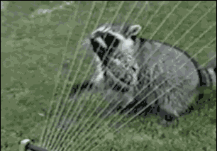 raccoon animated GIF 