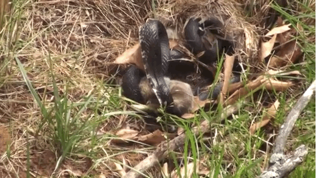 A Mama Rabbit Went Totally Insane On A Snake That Attacked Her Baby Bunnies