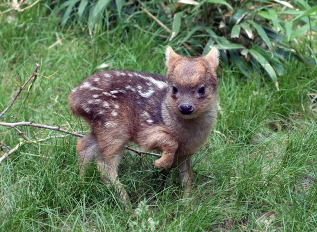 Meet New York's tiny baby pudu - one of the smallest deer species in the world in his enclosure at the Queens Zoo in New York